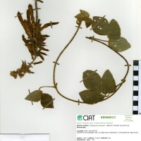 17776 herbarium