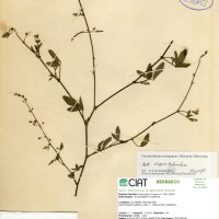 3454 herbarium