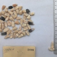 CIMMYTMA 1486 - Reference Inventory.jpg