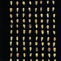 CIMMYTMA 10597 QUER 5 BA21U-2903-59 K_compress.jpg