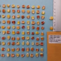 CIMMYTMA 16159 - Reference Inventory.jpg