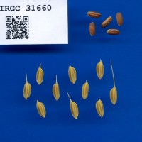 IRGC 31660 Seed Photo