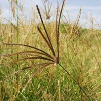 Chloris gayana 7757 (flower).JPG