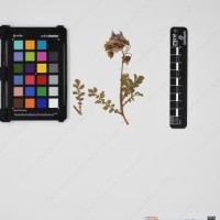 CIP 761833_OCH 13832_01.jpg