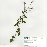 23406 herbarium
