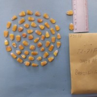 CIMMYTMA 7508 - Reference inventory.jpg