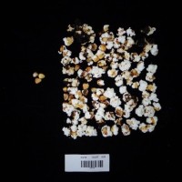 Popped and not popped comparison labeled.jpg