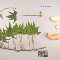 CIP 400075 (full plant).jpg