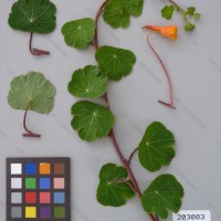 CIP 203003 Herbarium