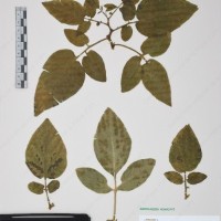 CIP 760472_HHA 6664.jpg