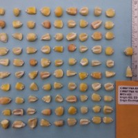 CIMMYTMA 16426 - Reference Inventory.jpg