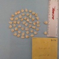 CIMMYTMA 5176 - Reference Inventory.jpg