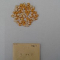 CIMMYTMA 5031 - Reference Inventory.jpg