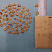 CIMMYTMA 7410 - Reference inventory.jpg