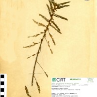 7768 herbarium