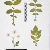 CIP 761397_OCH 12018_05.jpg