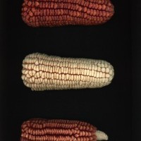 CIMMYTMA 6120 BRAZ 1606 AF22A-0903-85 E_compress.jpg