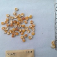 CIMMYTMA 1243 - Reference Inventory.jpg