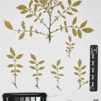 CIP 763474_OCHS 12061a_12.jpg