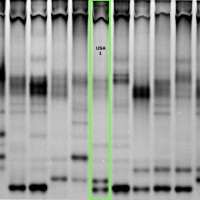 USA1 gel
