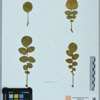 CIP 760267 herbarium