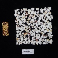 Popped and not popped comparison labeled.jpg