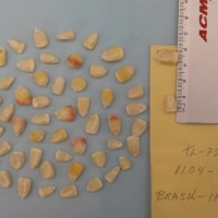 CIMMYTMA 5531 - Reference Inventory.jpg