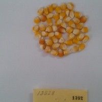 CIMMYTMA 1352 - Reference Inventory.jpg