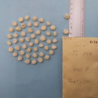 CIMMYTMA 8129 - Reference inventory.jpg