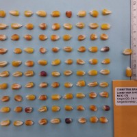 CIMMYTMA 16478 - Reference Inventory.jpg