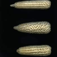 CIMMYTMA 1072 GUAT 133 AF20A-0903-258 E.jpg