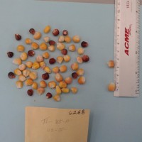 CIMMYTMA 6268 - Reference Inventory.jpg