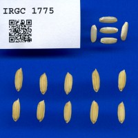 IRGC 1775 Seed Photo