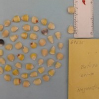 CIMMYTMA 6963 - Reference Inventory.jpg