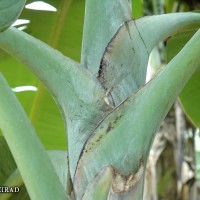 6.3.1 - Blotches at the petiole base