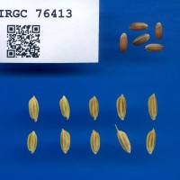 IRGC 76413 Seed Photo