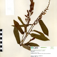 21916 herbarium