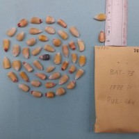 CIMMYTMA 7673 - Reference inventory.jpg