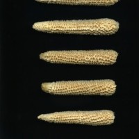 CIMMYTMA 18728 CHZM 13 134 AF18A-0903-194 C.jpg