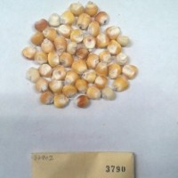 CIMMYTMA 3790 - Reference Inventory.jpg