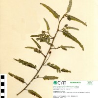 8905 herbarium