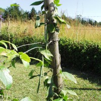 Centrosema macrocarpum 10909 pod.JPG