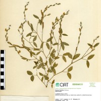 7491 herbarium