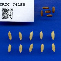 IRGC 76158 Seed Photo