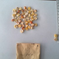 CIMMYTMA 6 - Reference Inventory.jpg