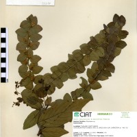 33378 herbarium