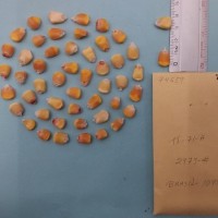 CIMMYTMA 7465 - Reference inventory.jpg