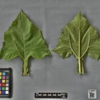 CIP 205057 (leaf).jpg