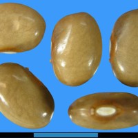 G2648 seed.jpg