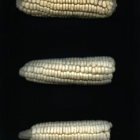 CIMMYTMA 7281 SONO 102 AF18A-0903-133 E.jpg